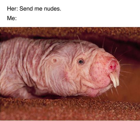 naked mole rat meme|Naked mole